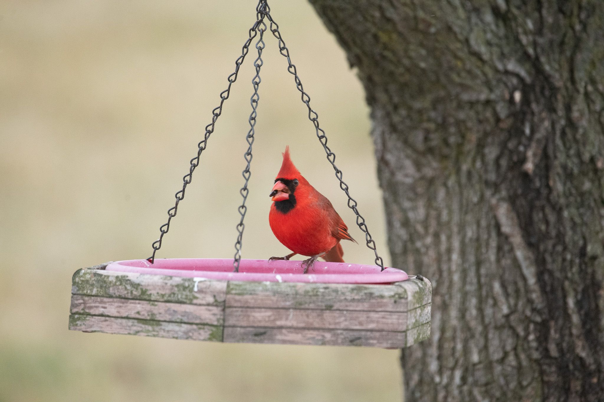 Northern Cardinal photo 4