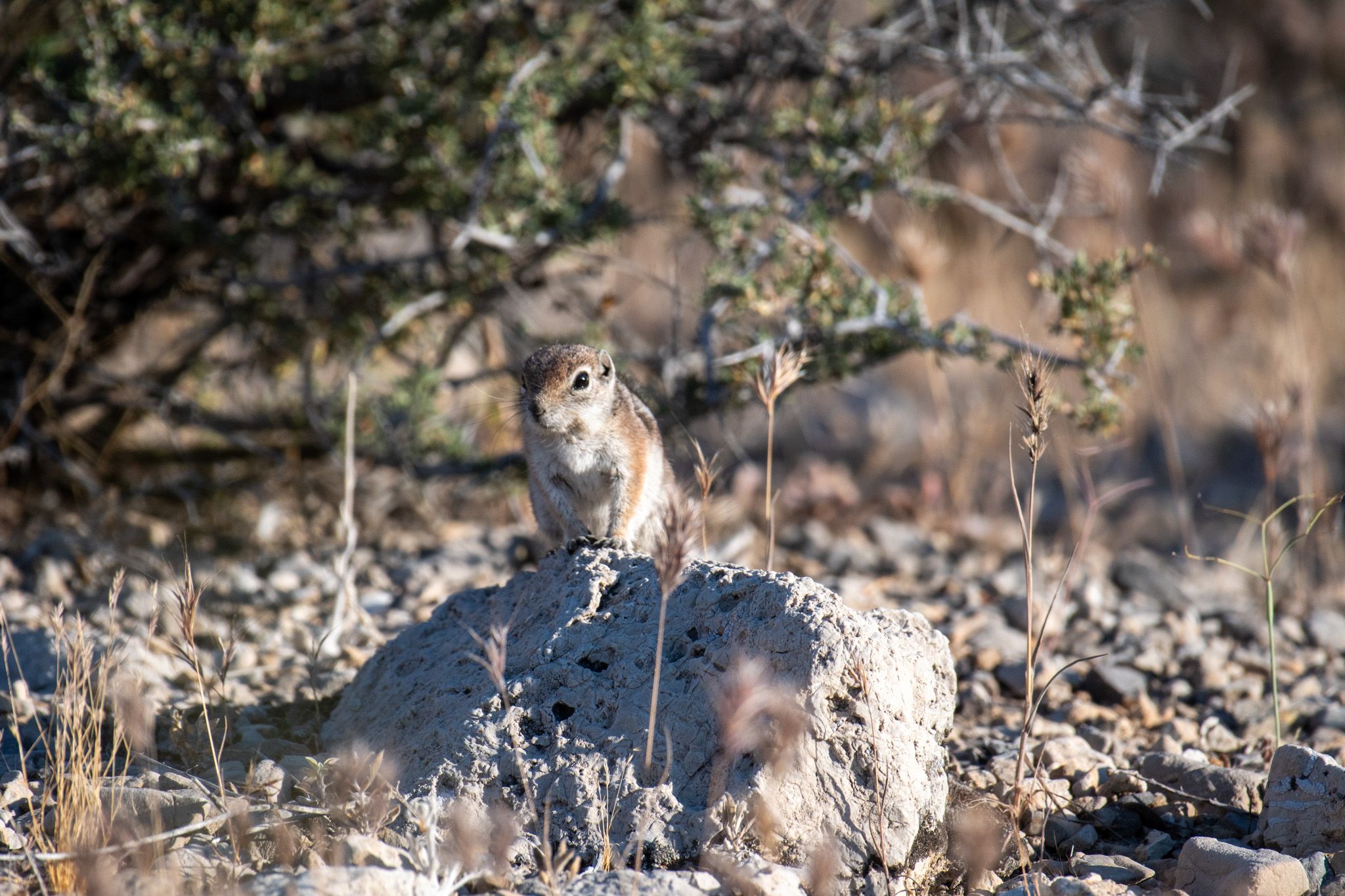 Antelope Squirrel photo 2