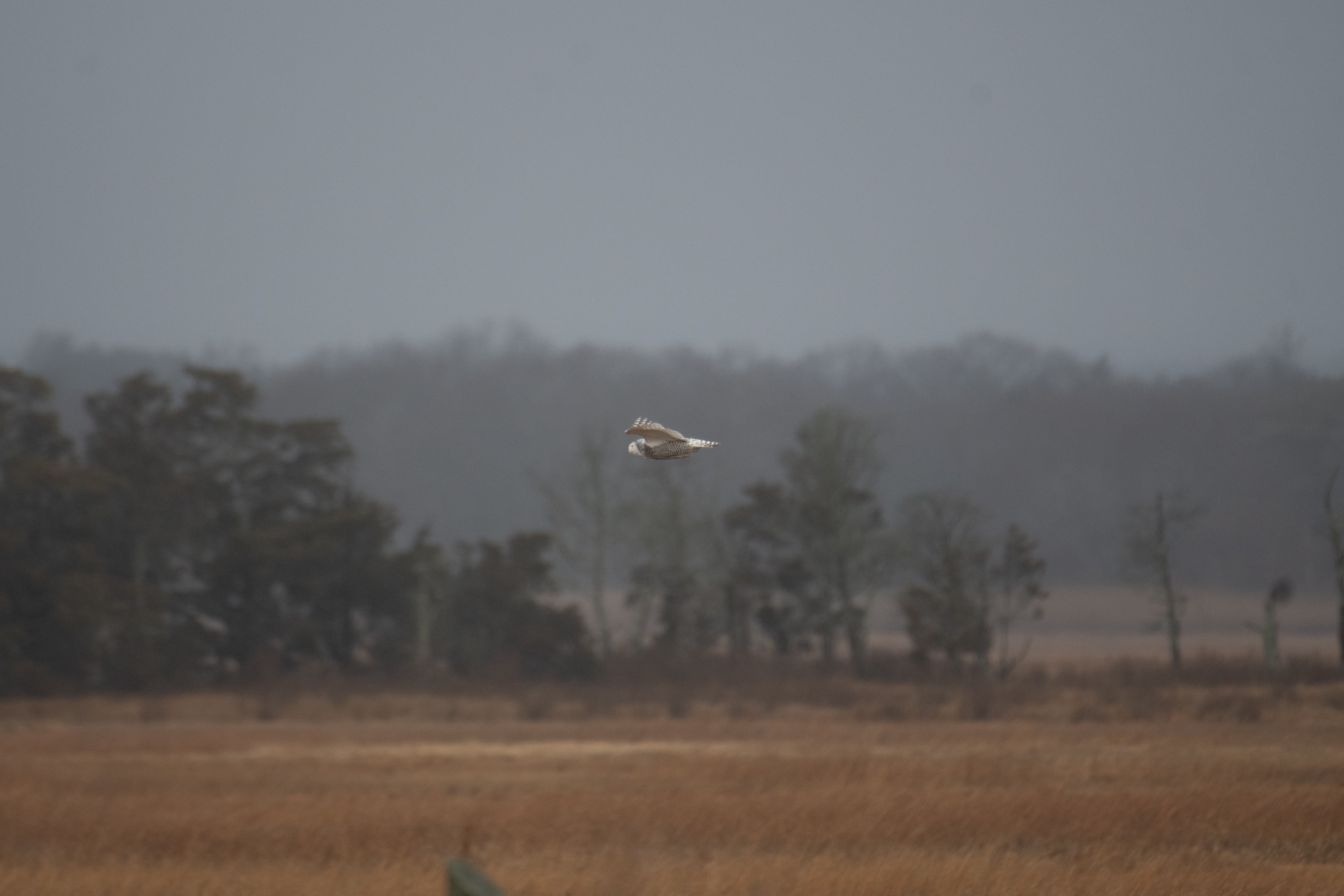 Snowy Owl photo 9