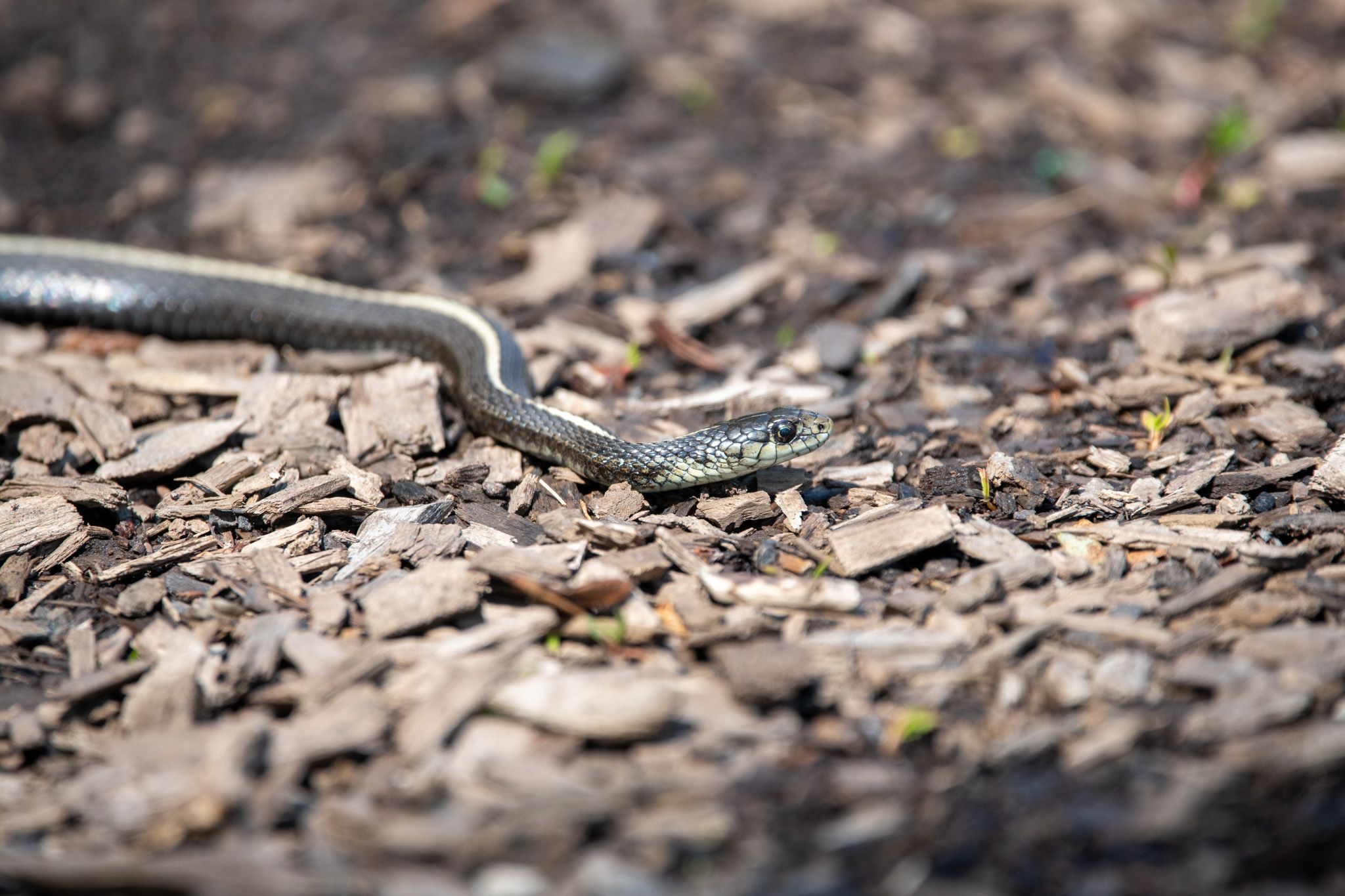 Garter Snake