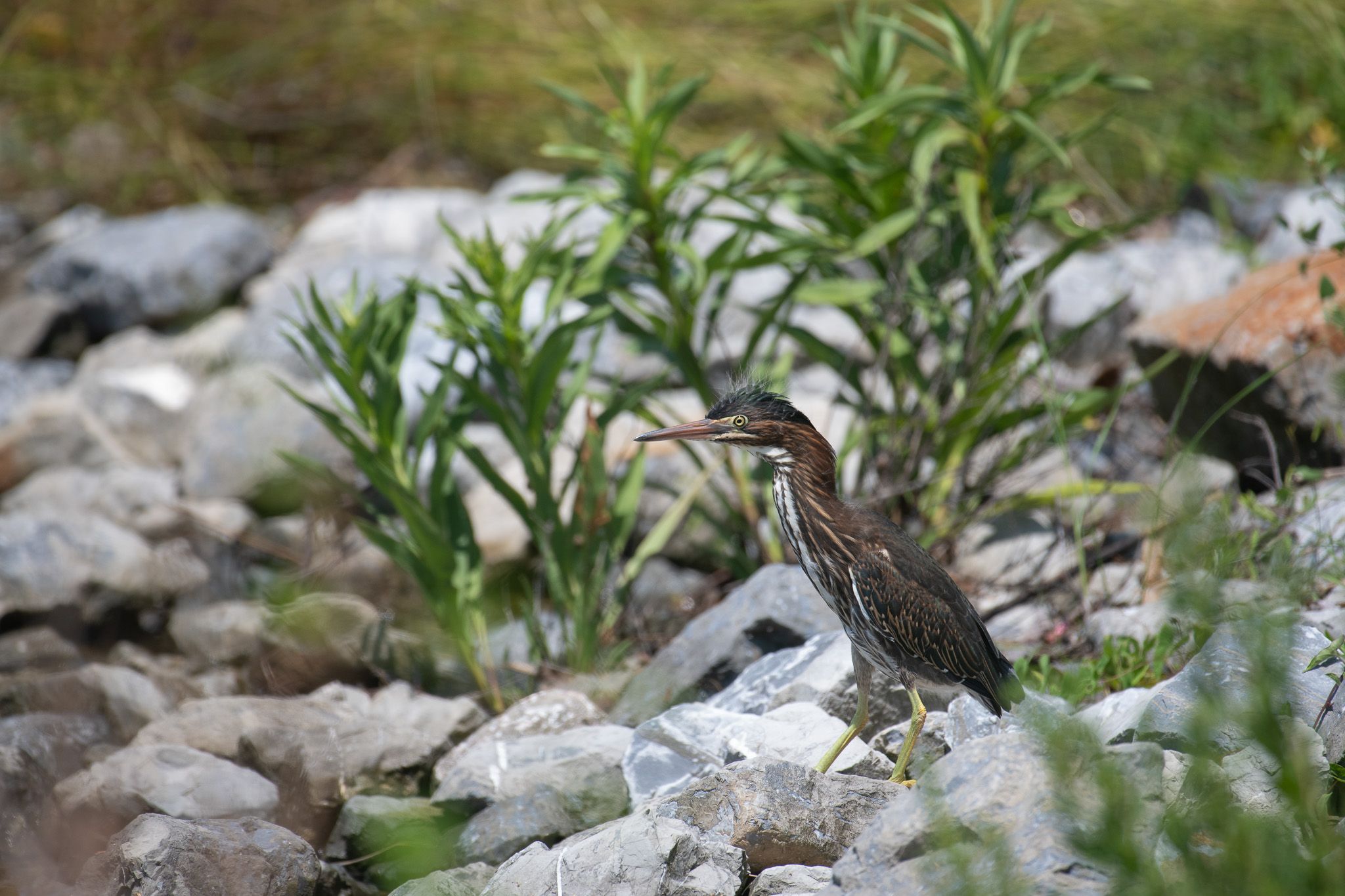 Green Heron