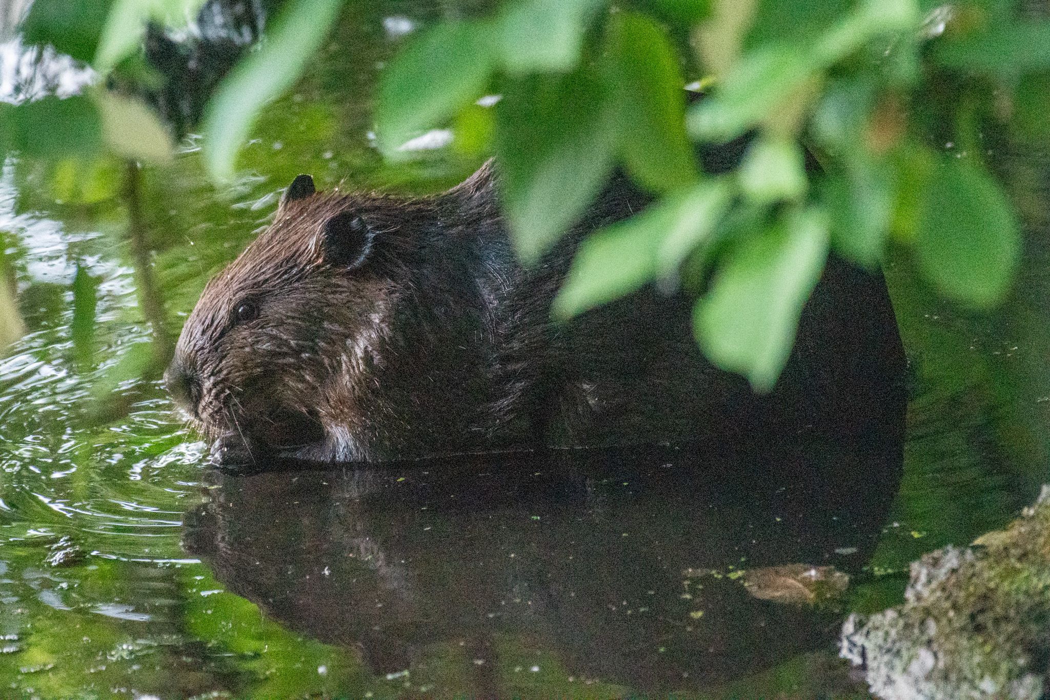 American Beaver photo 3