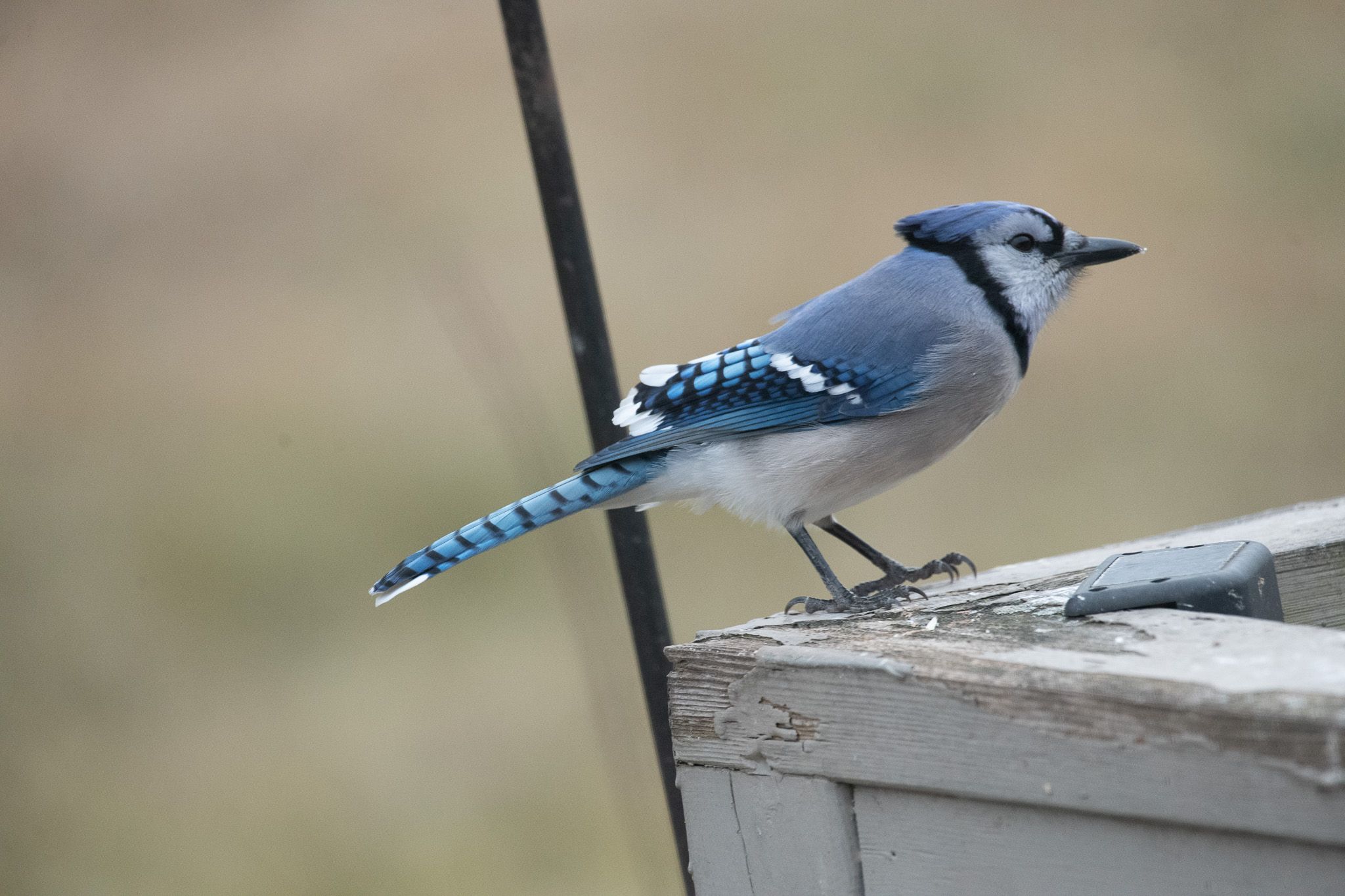 Blue Jay photo 3