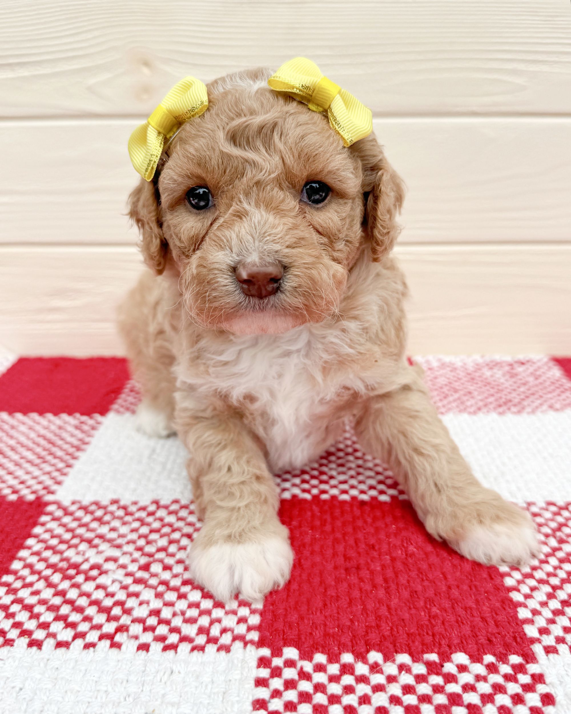 Nirvana is an apricot Australian Labradoodle puppy with white boots on her paws. She is laying on a red and white checkered rug with yellow bows in her hair.