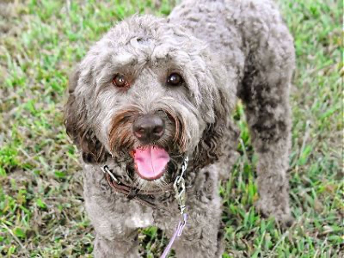 Blessed Day Triumphal Entry "Palmer" — Chocolate — Australian Labradoodle