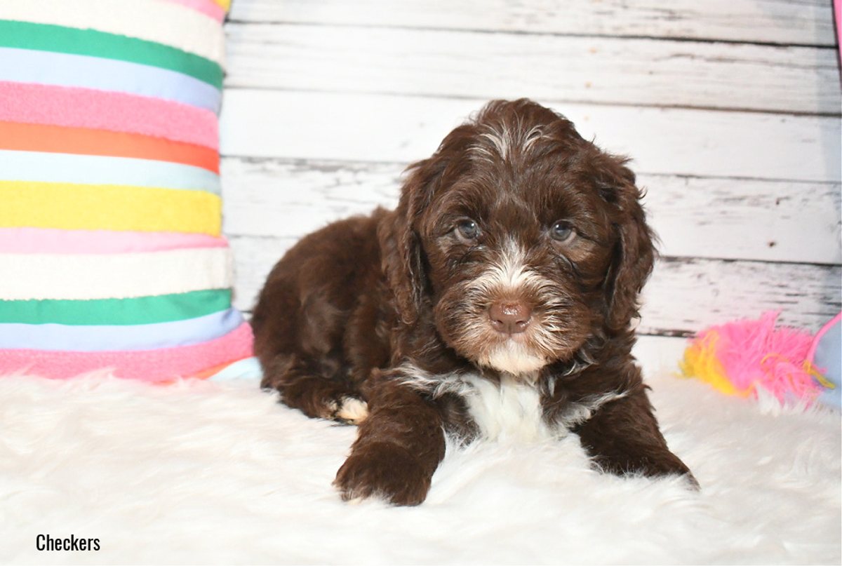 Checkers is a chocolate puppy with white mismarks. He has a slight tuxedo on the muzzle and lots on the chest. He's sitting on a white blanket.