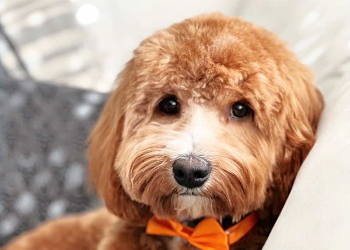 Blessed Day Battle Bow "Bo" — apricot tuxedo — Australian Labradoodle