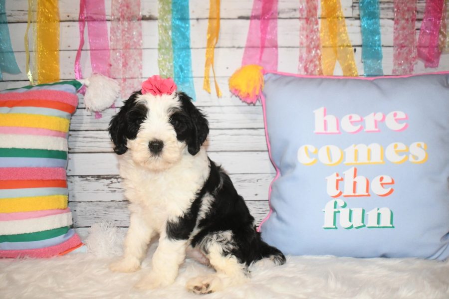 Scrabble is a black & white parti puppy. She is sitting on a white rug with a pink bow in her hair.