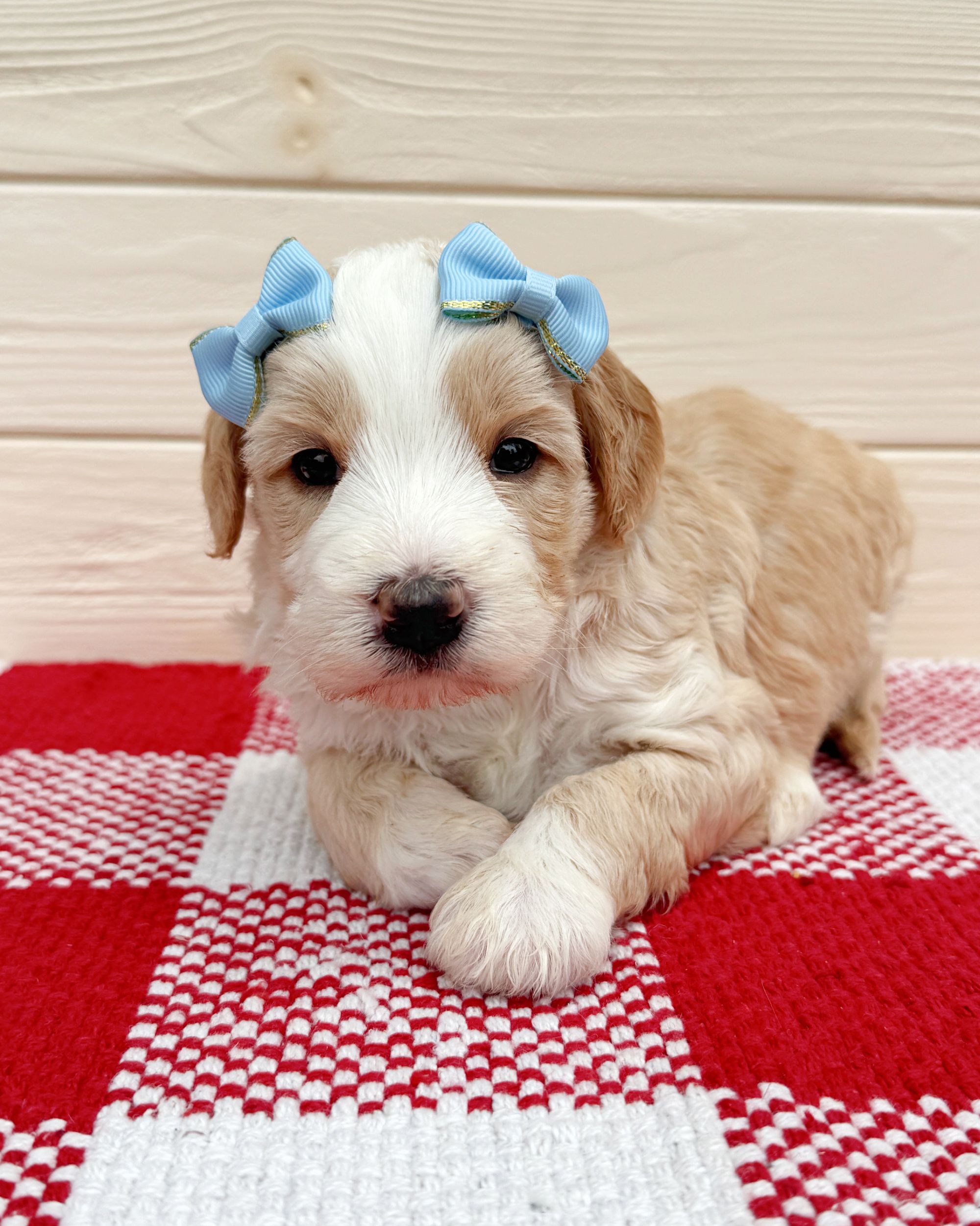 Galaxie is an apricot tuxedo double doodle puppy with a blue bows in her hair. She is sitting on a red and white checkered rug.