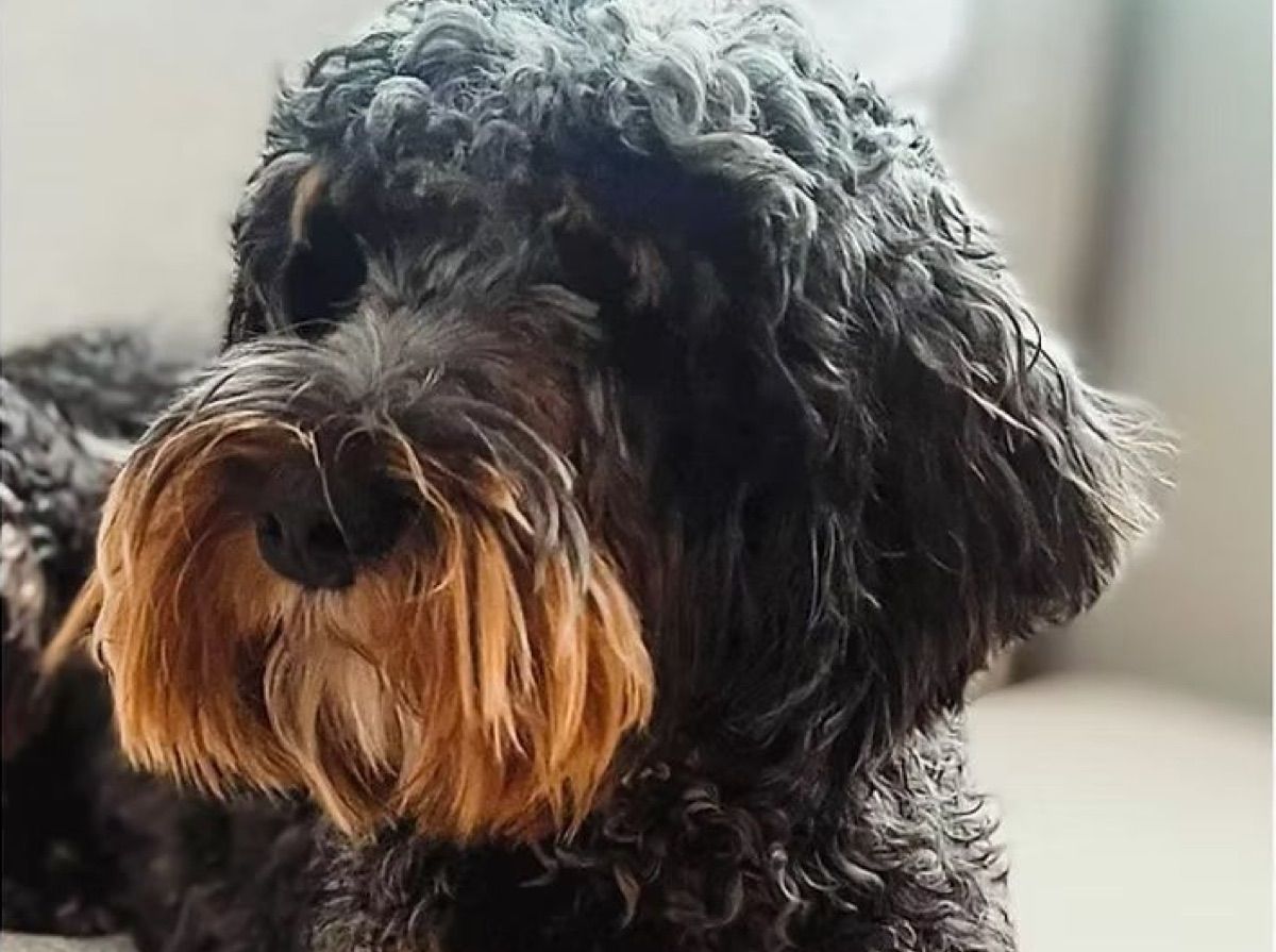 Honeybee Lane Steal Your Girl "Bentley" — blue merle phantom — Australian Labradoodle