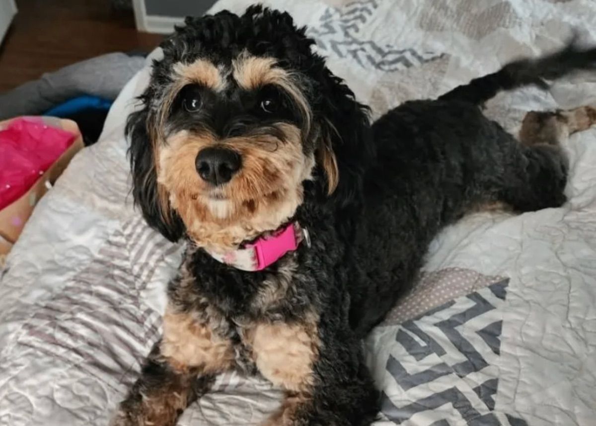 Blessed Day Loyal Love "Lucy" — Black & Tan Phantom — Australian Labradoodle