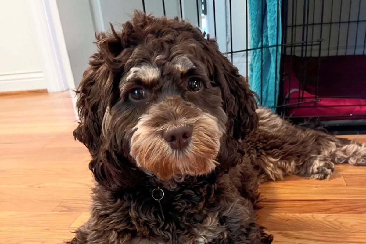 Blessed Day Manifold Wisdom "Maxine" — Chocolate & Tan Phantom — Australian Labradoodle
