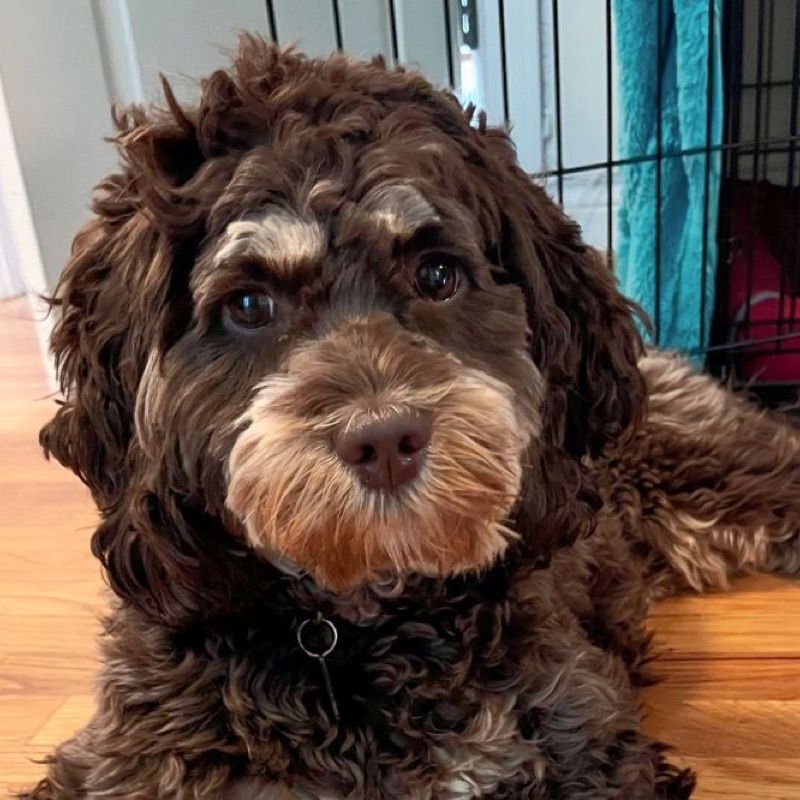 Blessed Day Manifold Wisdom "Maxine" — Chocolate & Tan Phantom — Australian Labradoodle