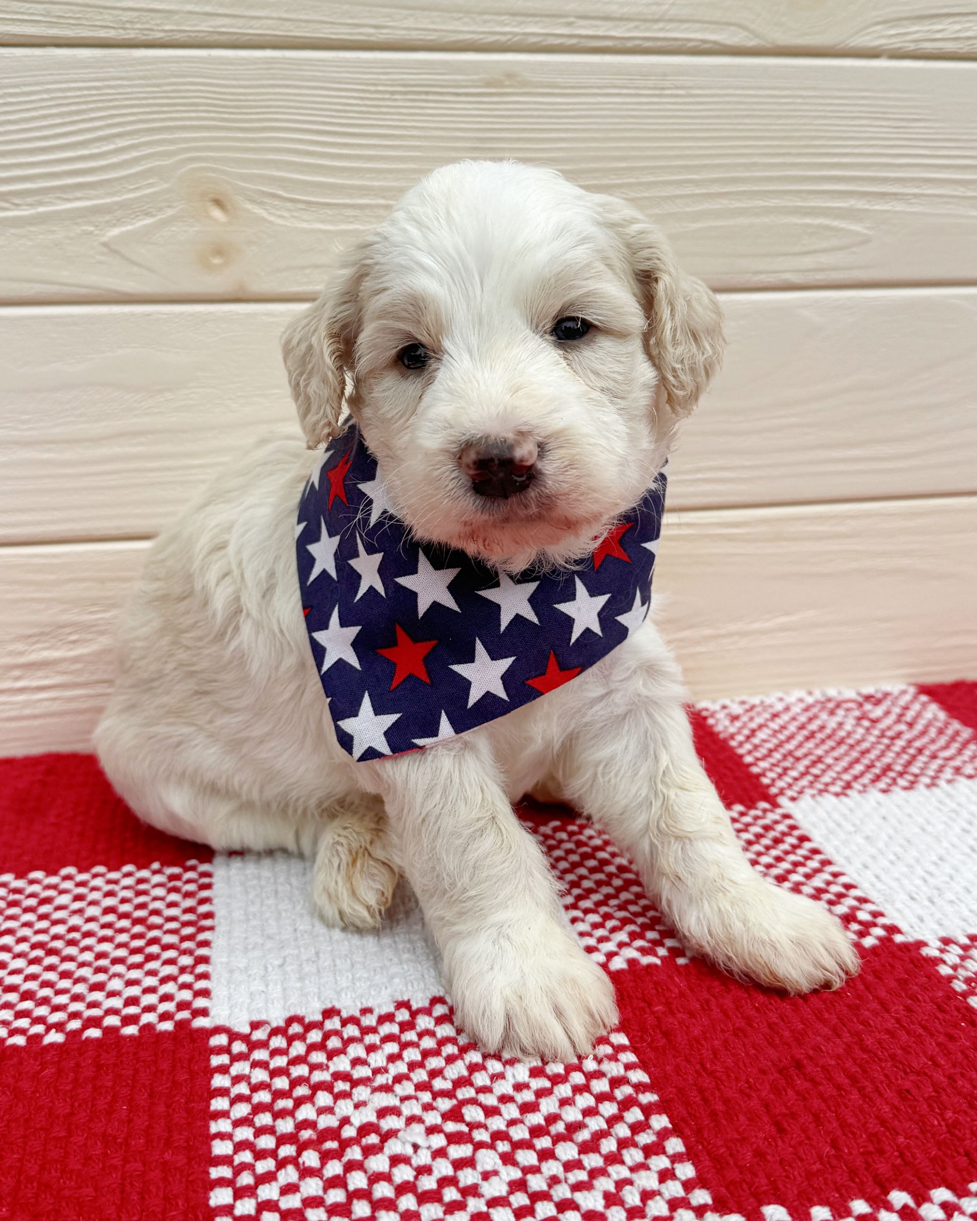 El Camino is a caramel ice tuxedo double doodle puppy with a blue bandana with stars on it. He is sitting on a red and white checkered rug.