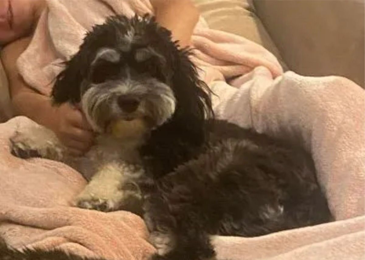 Blessed Day Law if Liberty "Liberty" — Black and cream phantom tuxedo — Australian Labradoodle