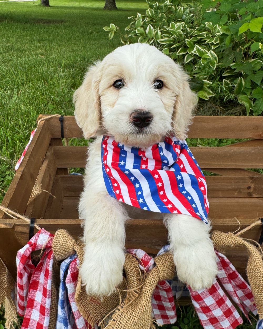 El Camino is a caramel ice tuxedo double doodle puppy with a red, white and blue bandana with stars on it. He is sitting in a wagon.