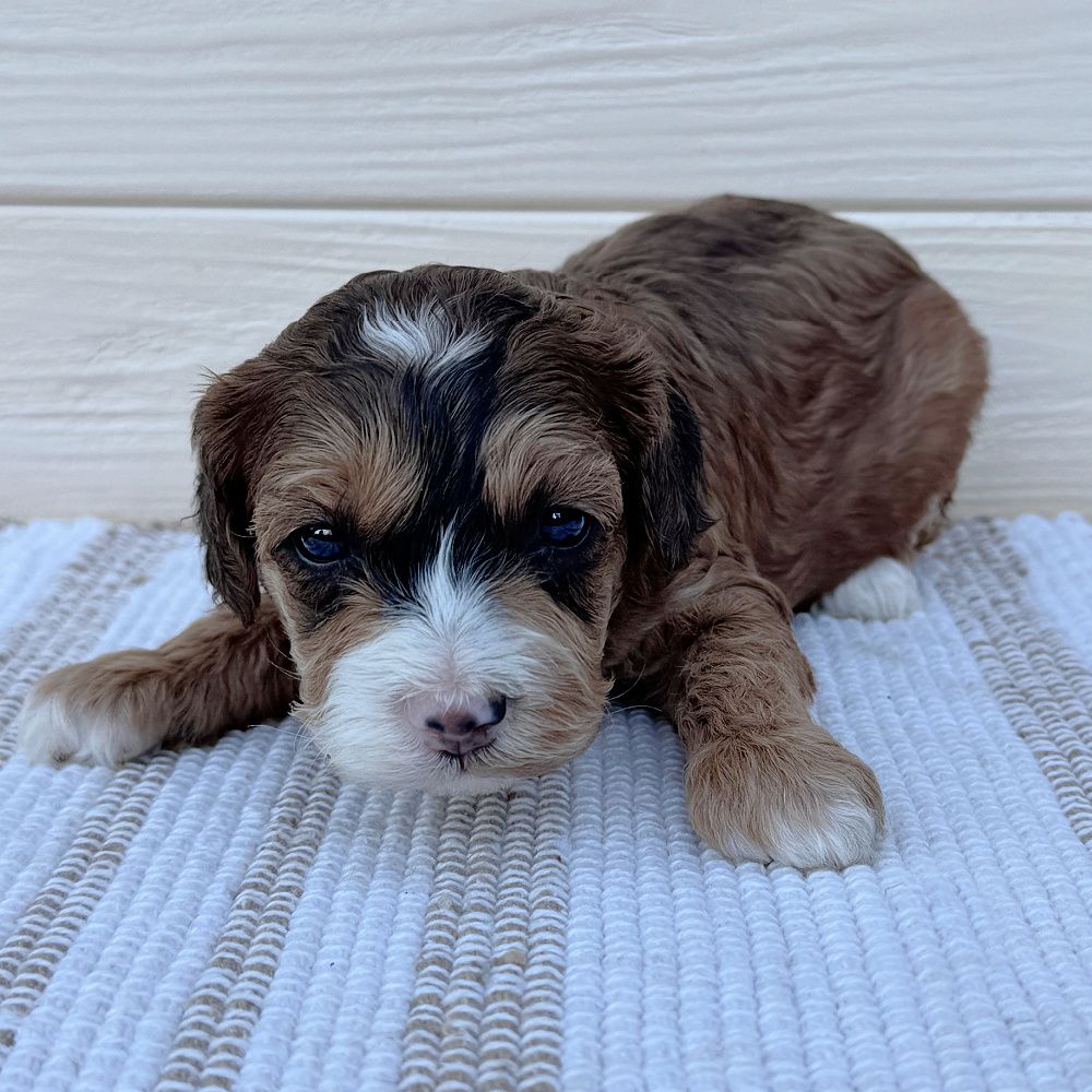 Carter is a red sable Australian Labradoodle puppy. He has red and black hues through his coat with a white blaze on his face. He is lying on a white and tan striped rug.