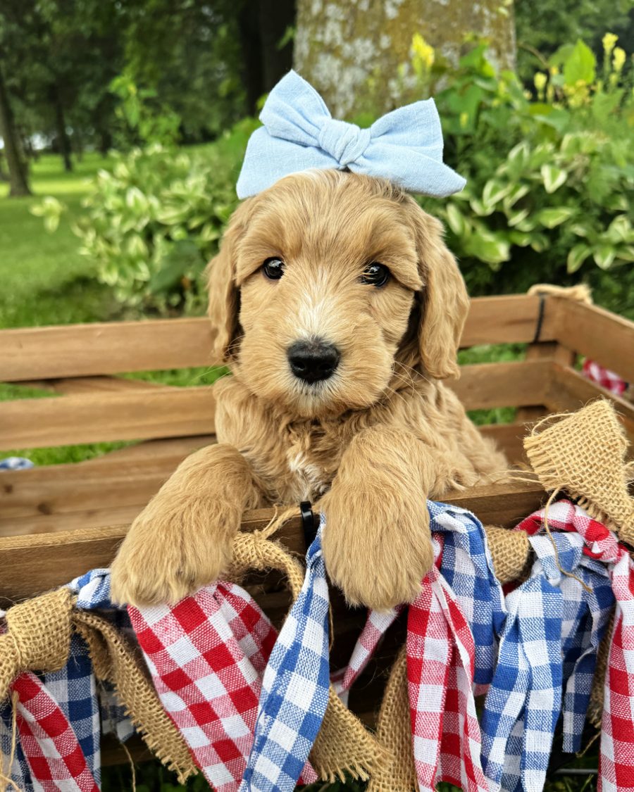 Nova is a red double doodle puppy with a light blue bow in her hair. She is sitting in a wagon with a red, white and blue banner.