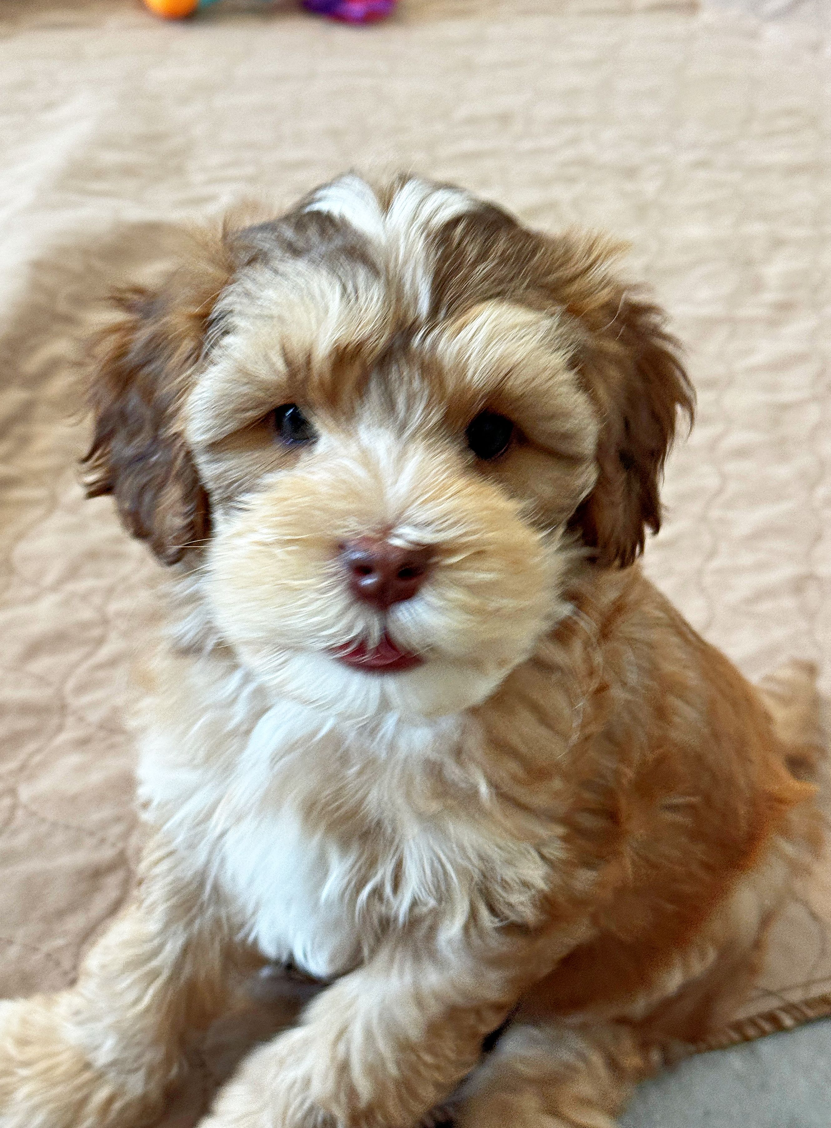 Rey × Moose — Born March 31st