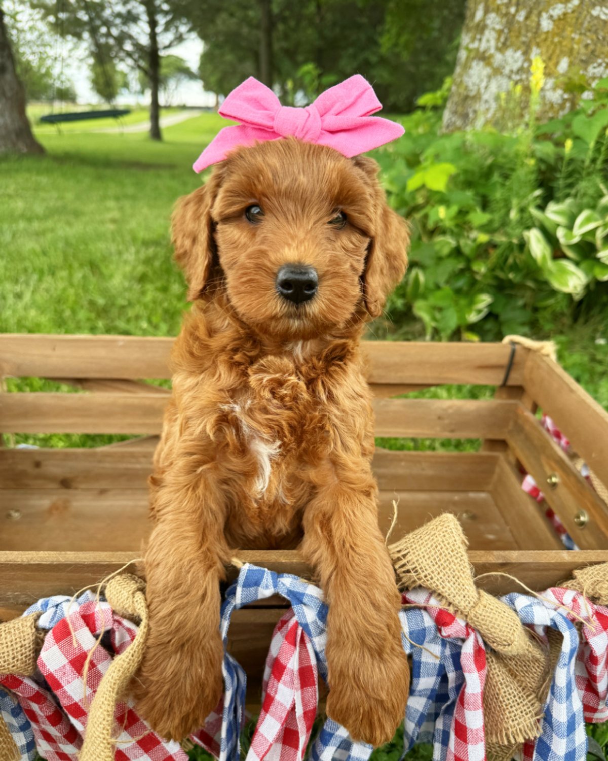 Chevelle is a red double doodle puppy with a pink bows in her hair. She is sitting in a wagon with a red, white and blue banner.