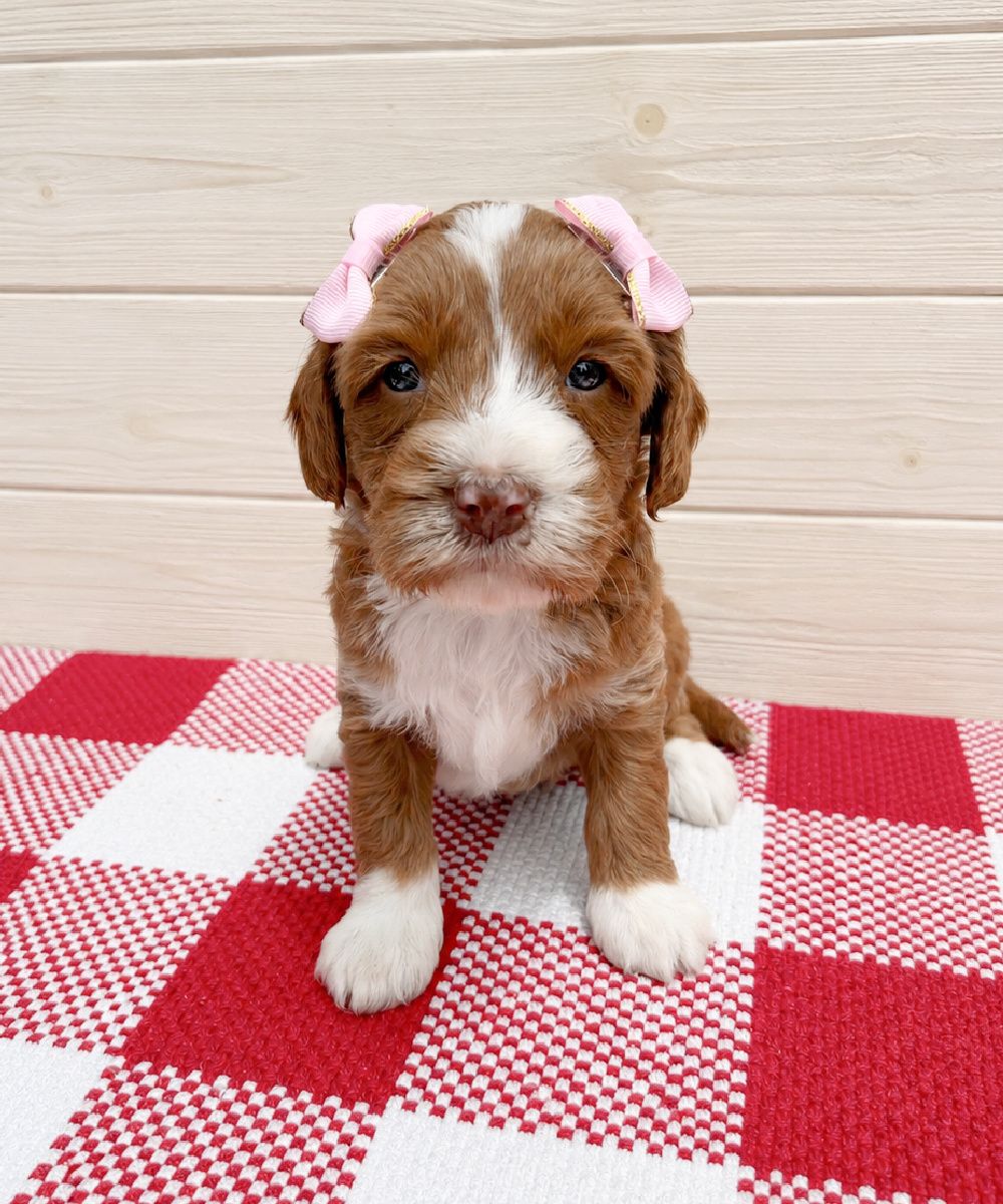 Jewel is a dark caramel tuxedo, Australian Labradoodle puppy with white boots on her paws. She is laying on a red and white checkered rug with pink bows in her hair.
