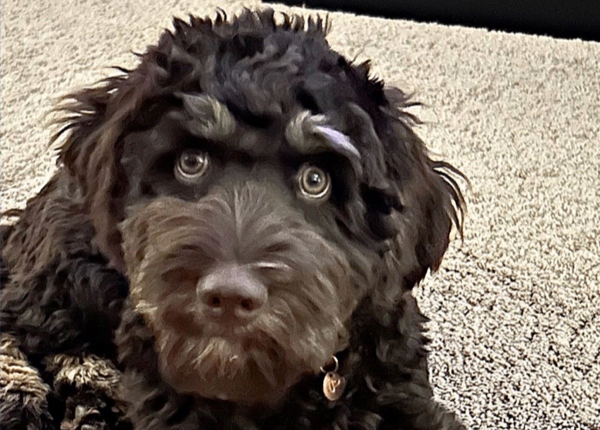 Blessed Day Love the Lord "Leroy" — Chocolate/Tan Phantom — Australian Labradoodle