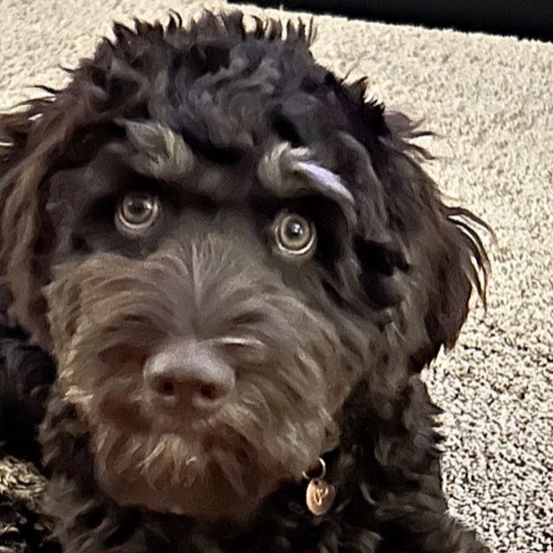 Blessed Day Love the Lord "Leroy" — Chocolate/Tan Phantom — Australian Labradoodle