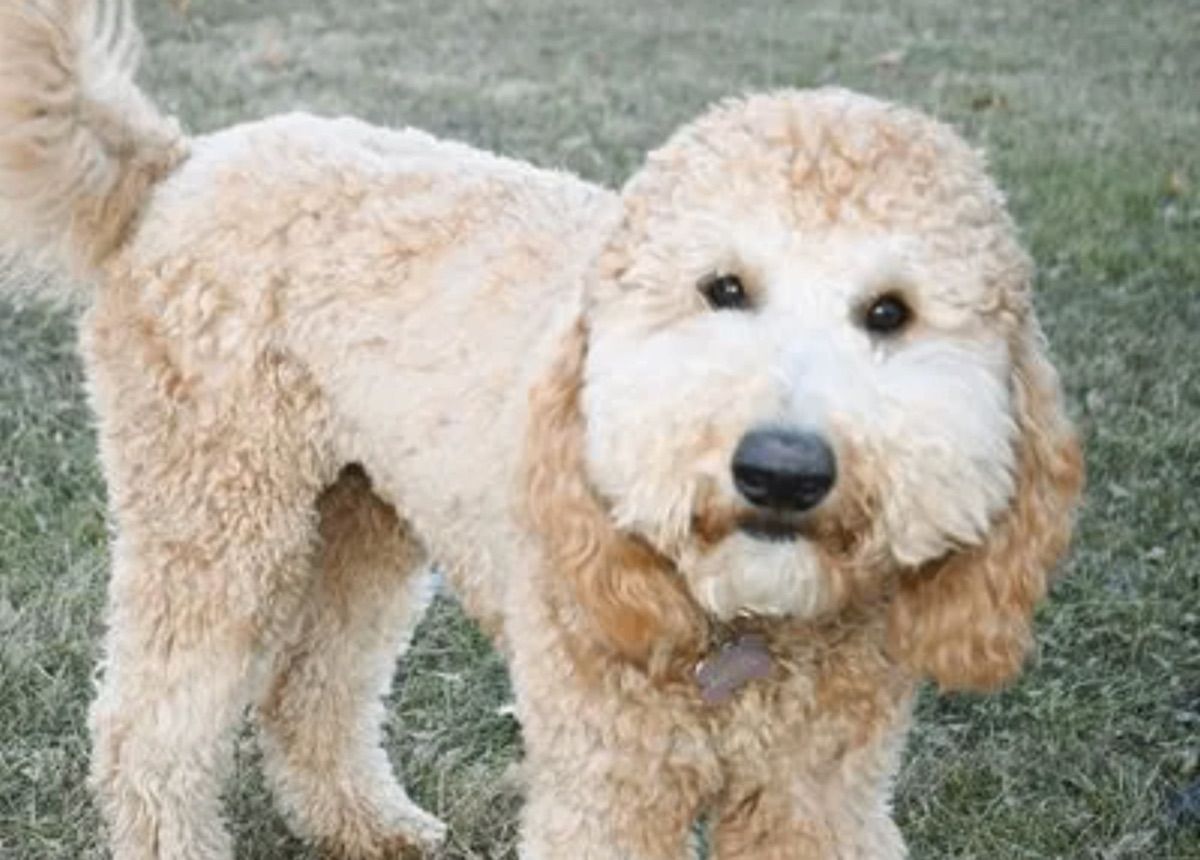 Blessed Day He Heals the Broken Hearted "Hazel" — cream — Goldendoodle