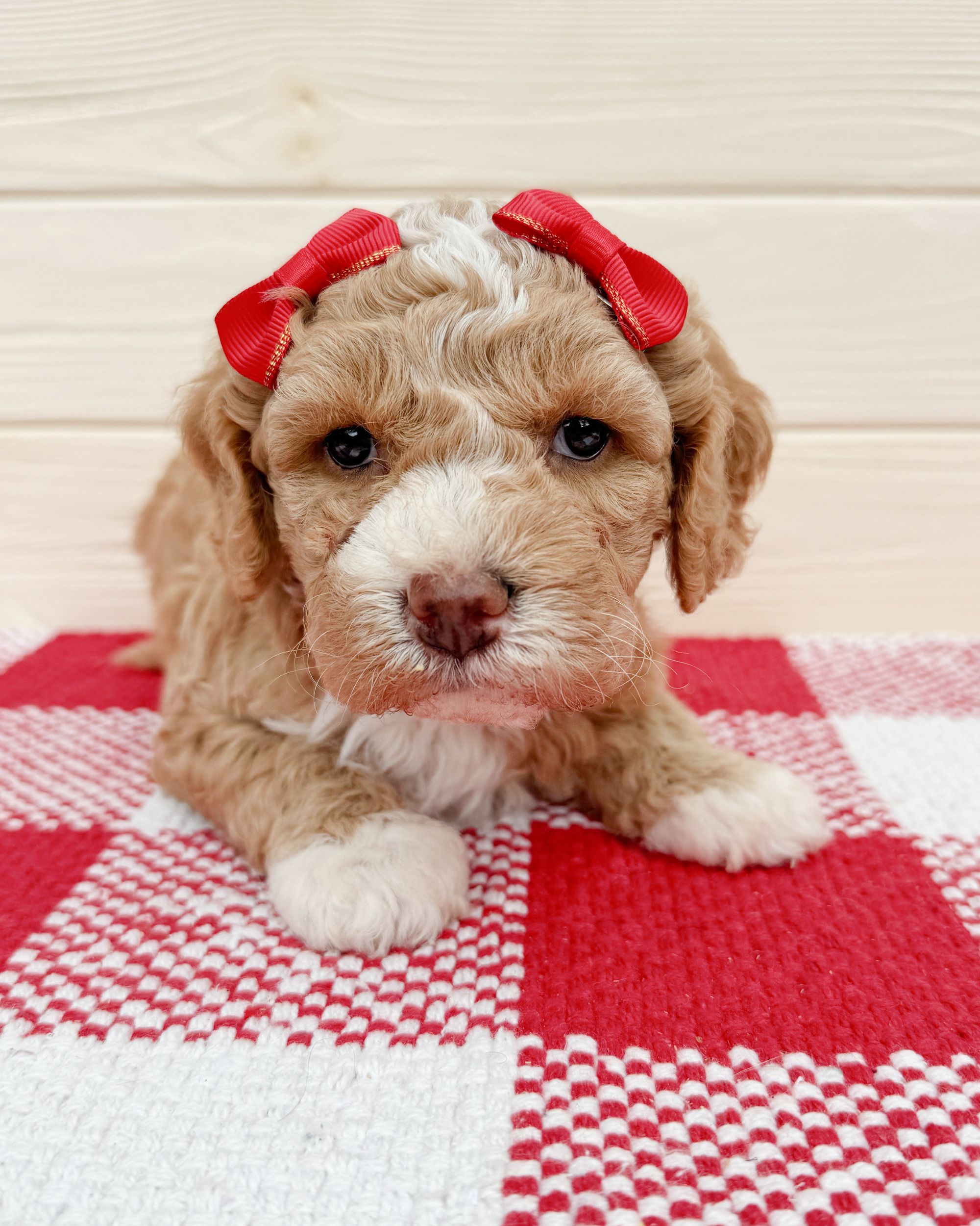 Aqua is an apricot tuxedo Australian Labradoodle puppy with white boots on her paws. She is laying on a red and white checkered rug with red bows in her hair.
