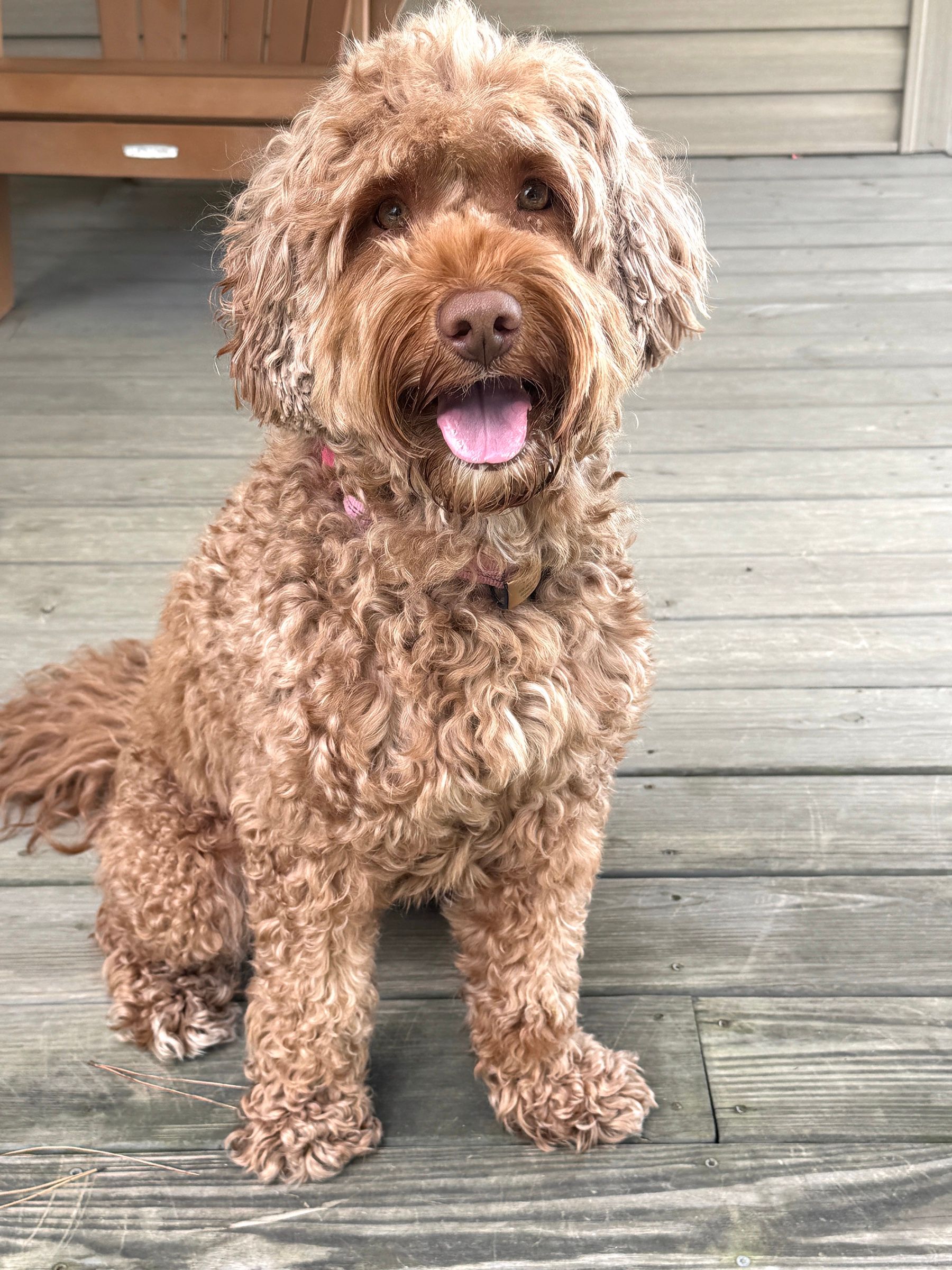 Coco — Australian Labradoodle