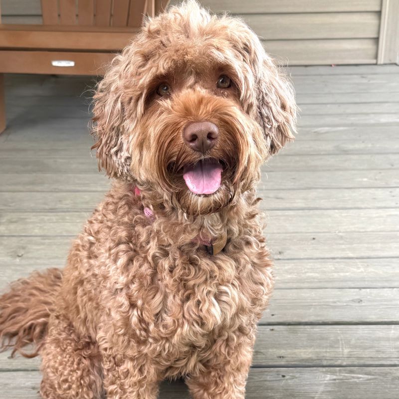 Coco — Australian Labradoodle