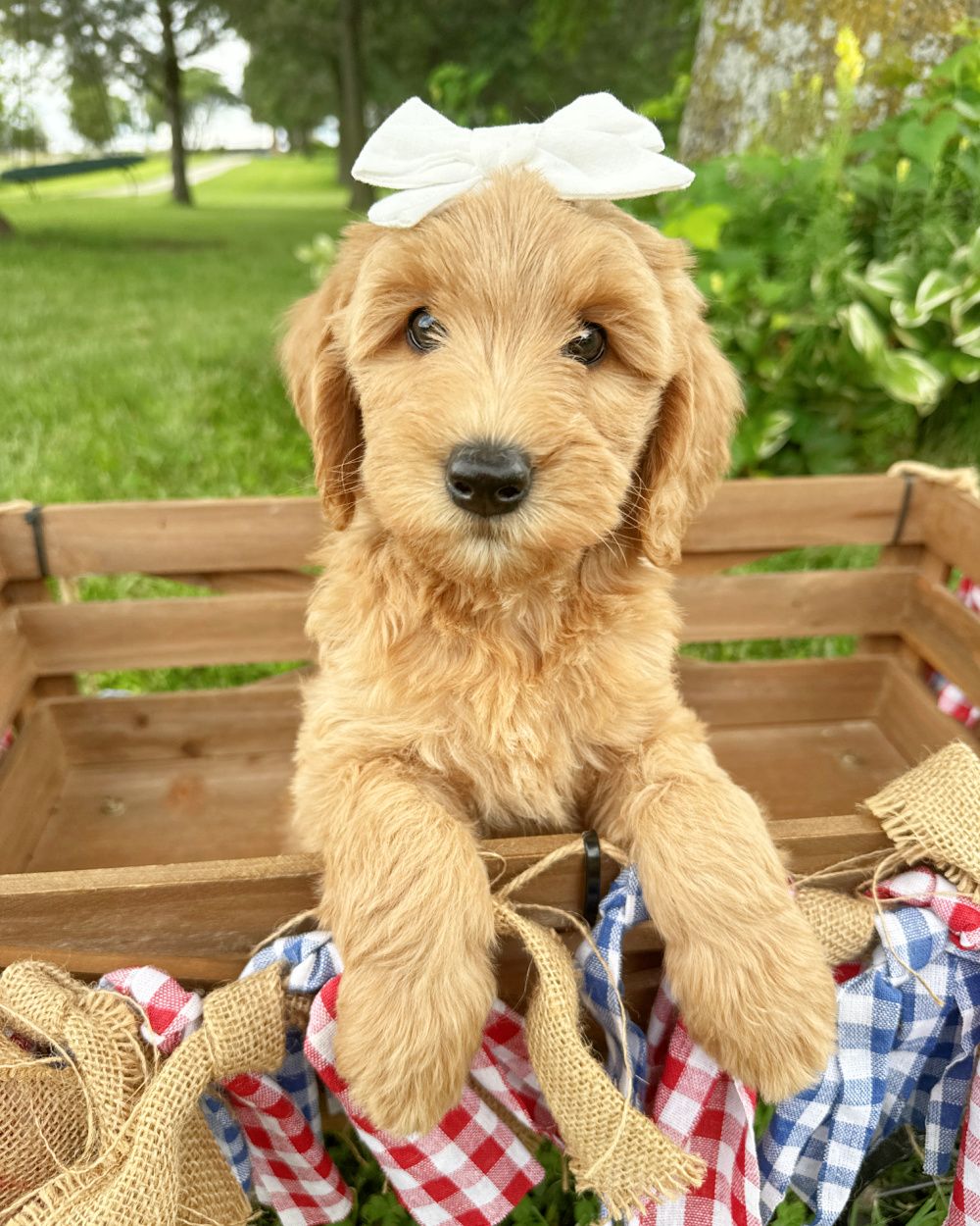 Bel Air is an apricot double doodle puppy with a white bow in her hair. She is sitting in a wagon with a red, white and blue banner.