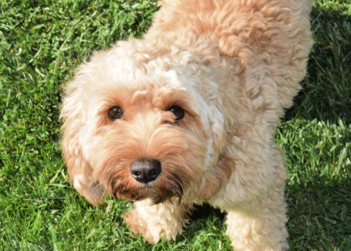 Blessed Day's Mighty to Save "Maverick" — Apriot — Australian Labradoodle