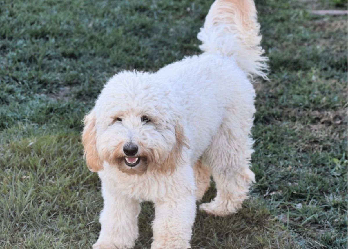 Blessed Day Be the Light of Rainmaker Ranch "Luka" — cream — Australian Labradoodle
