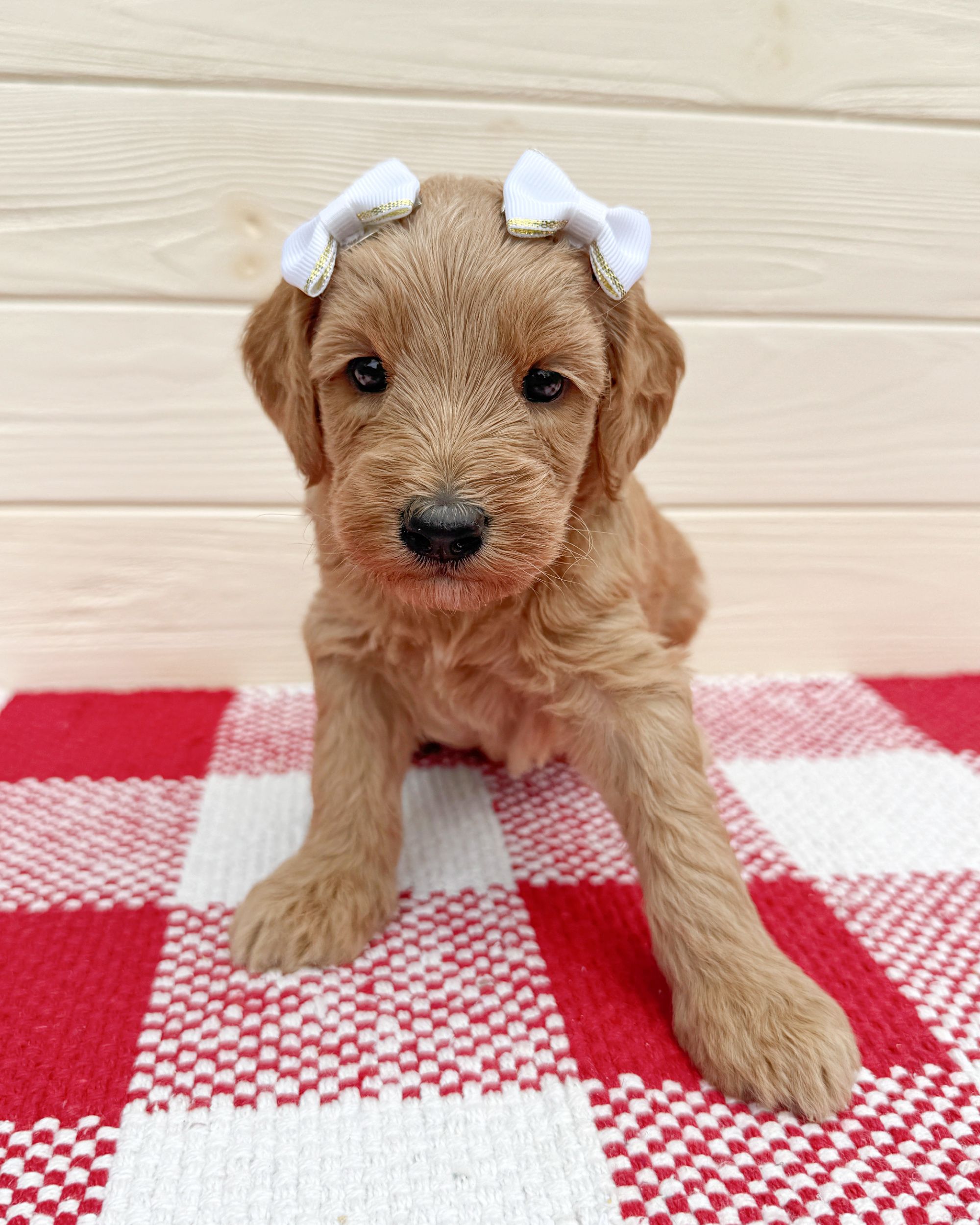 Bel Air is an apricot double doodle puppy with a white bows in her hair. She is sitting on a red and white checkered rug.