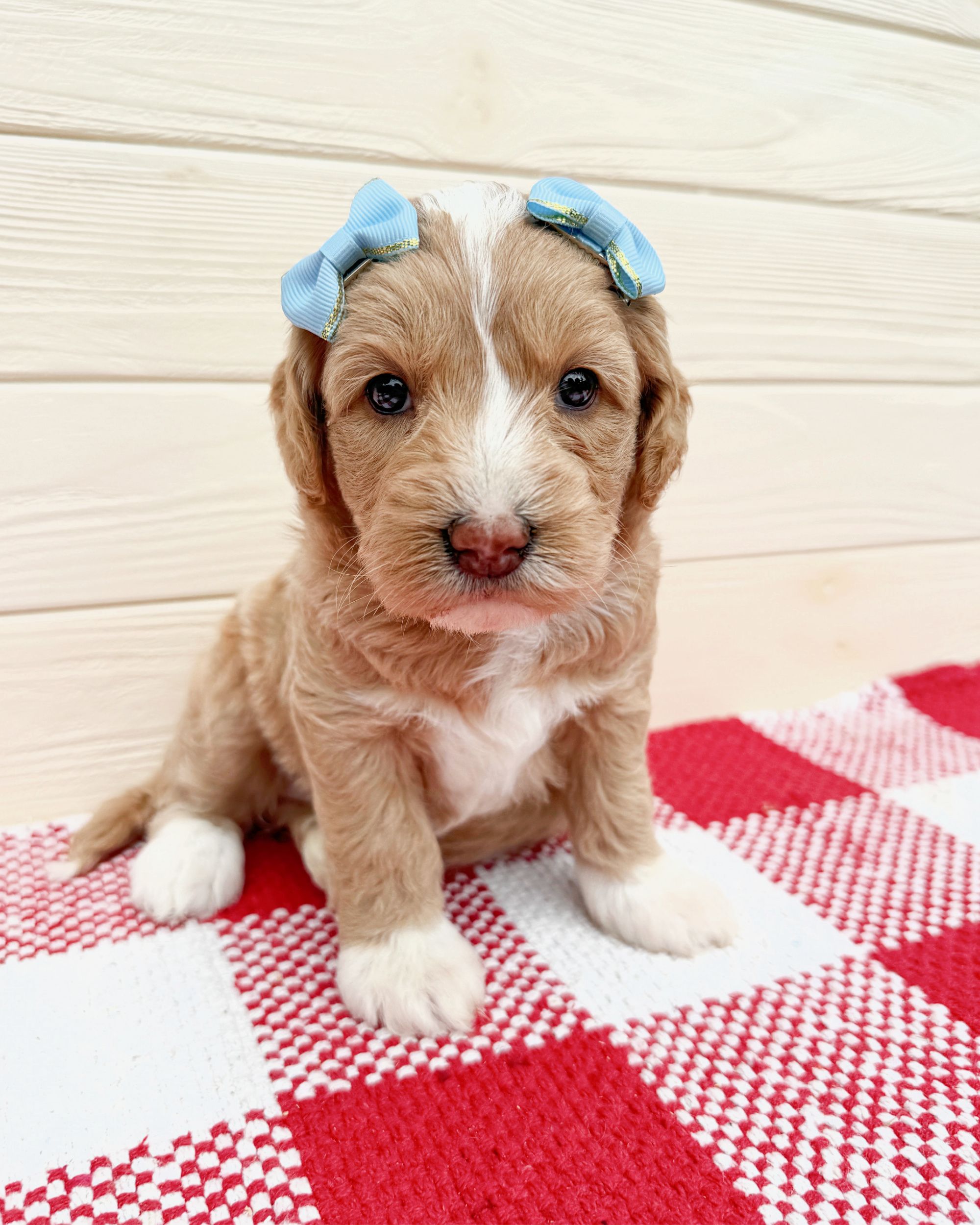 Aaliyah is an apricot tuxedo, Australian Labradoodle puppy with white boots on her paws. She is laying on a red and white checkered rug with blue bows in her hair.