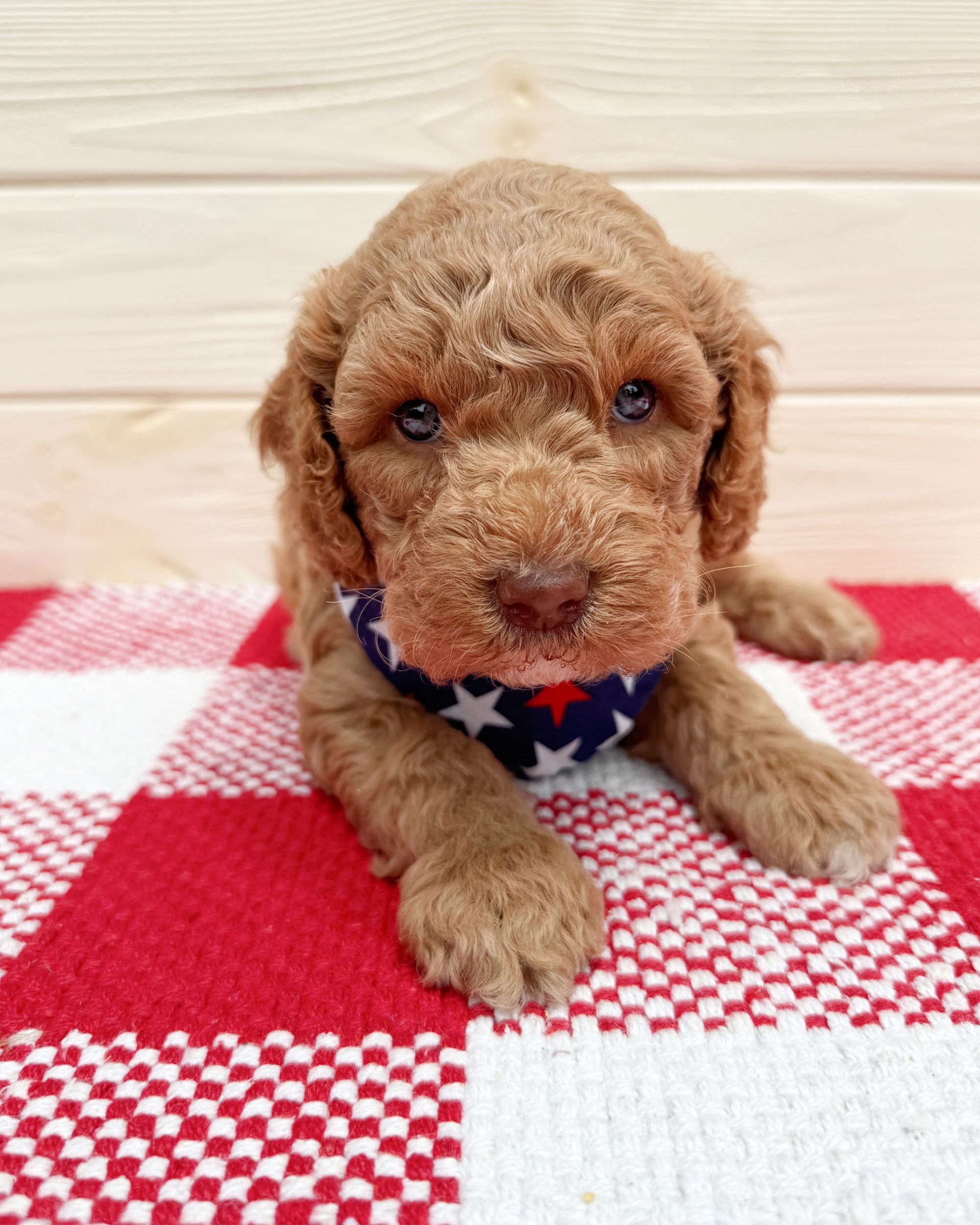 Tupac is caramel Australian Labradoodle puppy. He is laying on a red and white checkered rug with a red, white and blue star bandana.