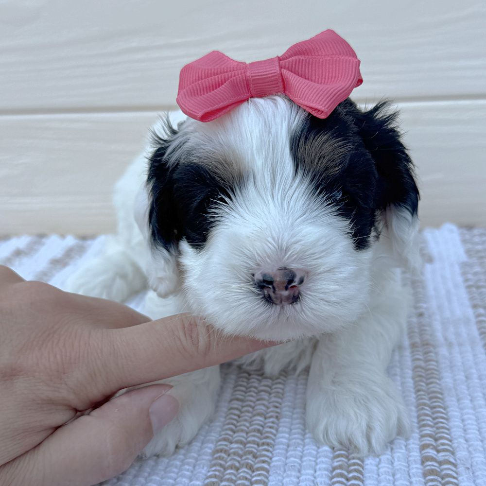 A black and tan tri parti puppy lying on a tan and white striped rug. She has a pink bow in her hair.