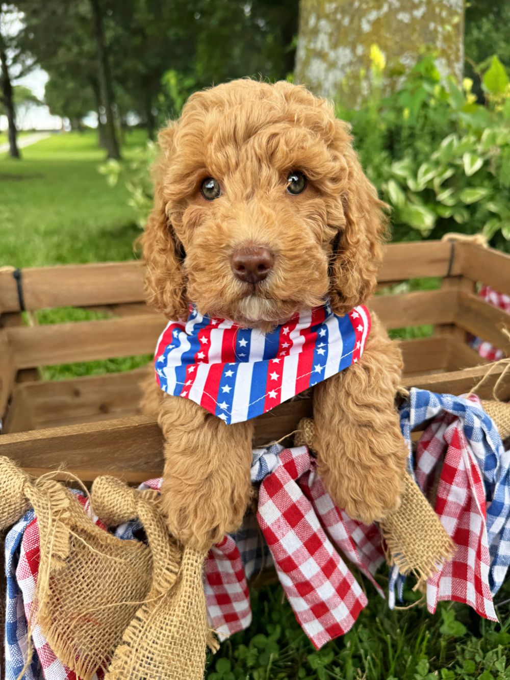 Tupac is caramel Australian Labradoodle puppy. He is sitting in a wagon with a red, white and blue bandana on.