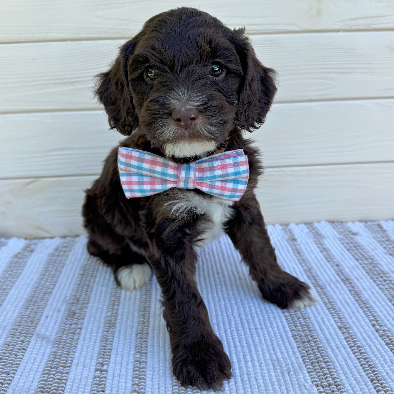 Claussen — Chocolate — male puppy