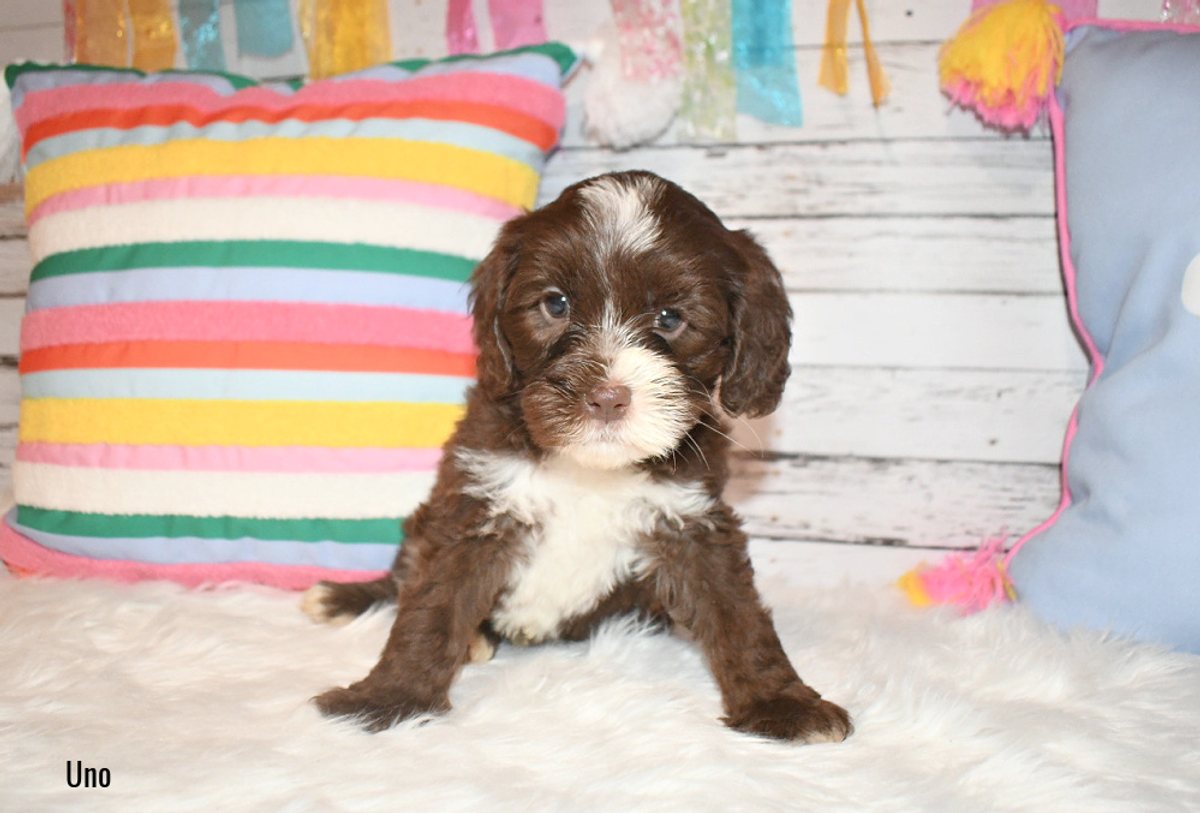 Uno is a chocolate & white tuxedo Australian labradoodle. He is sitting on a white rug with a rainbow striped pillow behind him.