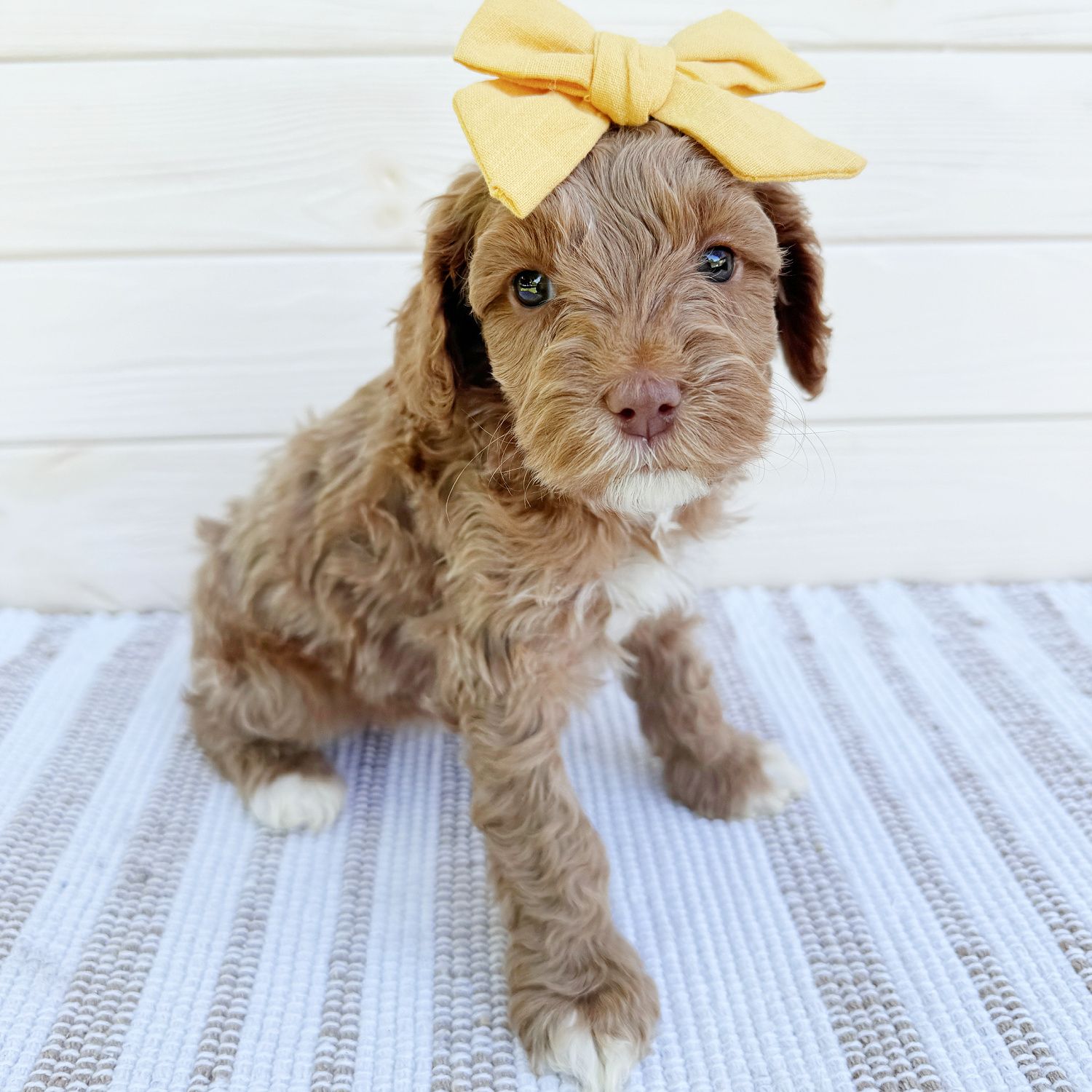 Lemon — Caramel — female puppy