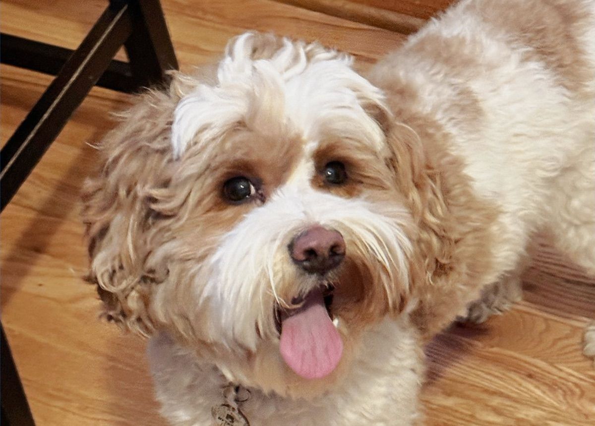 Cedar Bend "Huck" — red/white parti — Australian Labradoodle