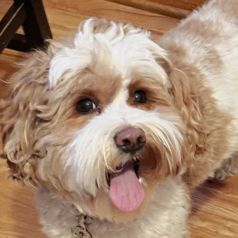 Cedar Bend "Huck" — red/white parti — Australian Labradoodle