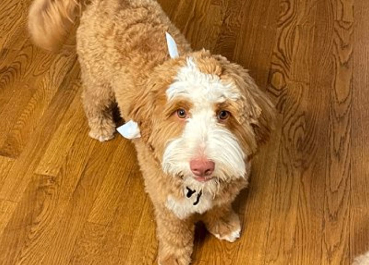 Blessed Day Make Disciples "Mac" — Caramel tuxedo — Australian Labradoodle