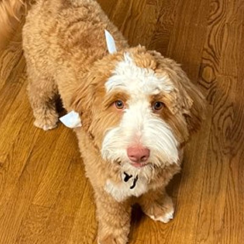 Blessed Day Make Disciples "Mac" — Caramel tuxedo — Australian Labradoodle