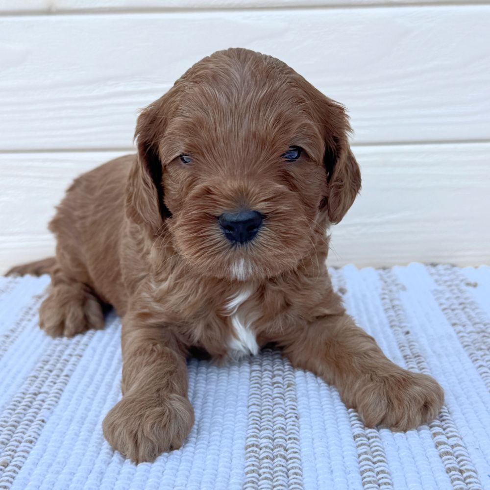 Maikel is a red puppy with white on his chest. He is lying on a white and tan rug.