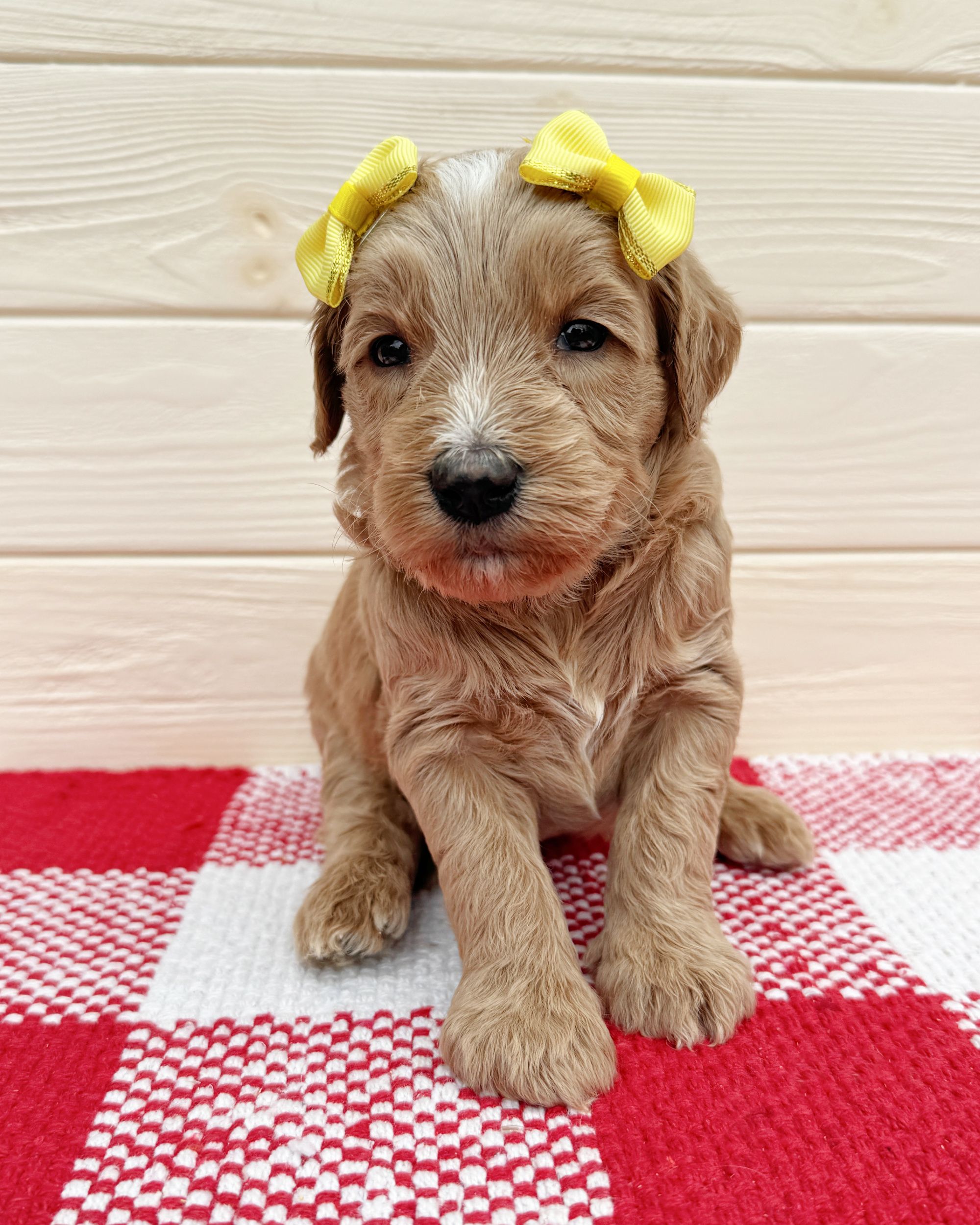 Nova is an apricot double doodle puppy with a yellow bows in her hair. She is sitting on a red and white checkered rug.