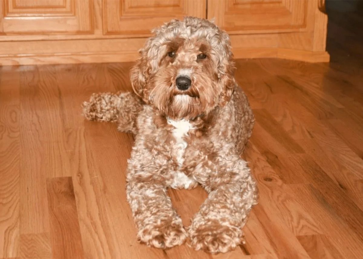 Pine Lodge Lavender Blue Dilly, Dilly "Dilly" — Red — Australian Labradoodle