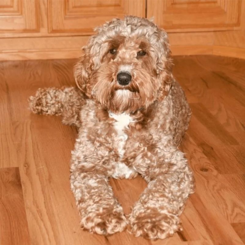 Pine Lodge Lavender Blue Dilly, Dilly "Dilly" — Red — Australian Labradoodle